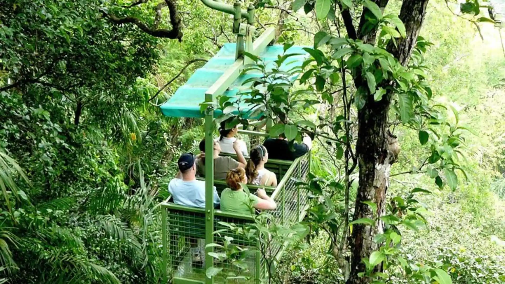 Jungle Tram Rides