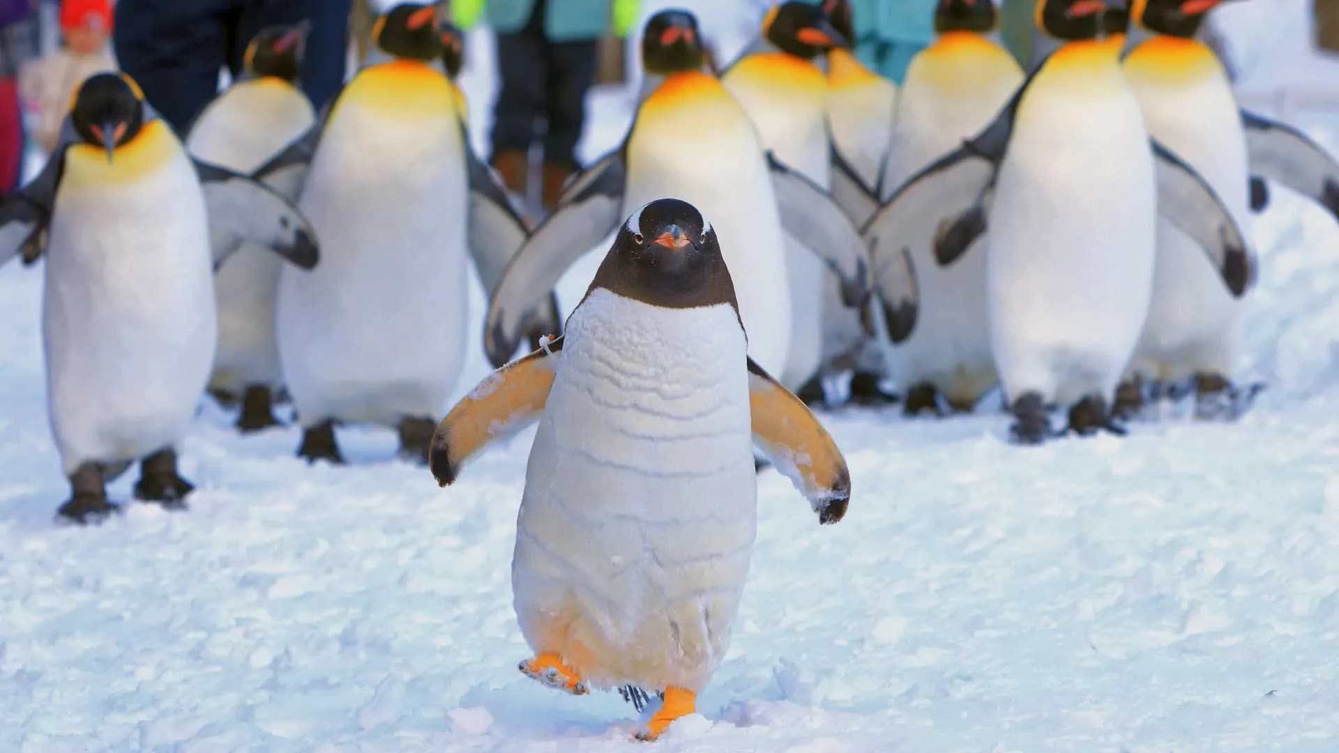 Penguin Parade Australia
