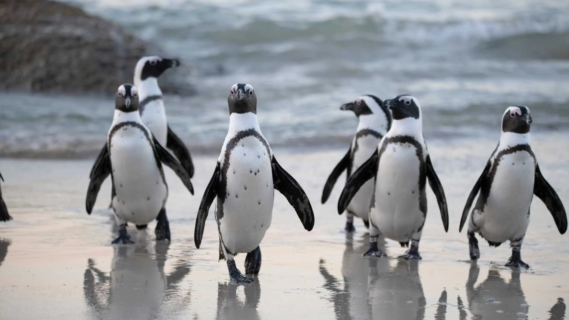 Phillip Island Penguin Parade Australia