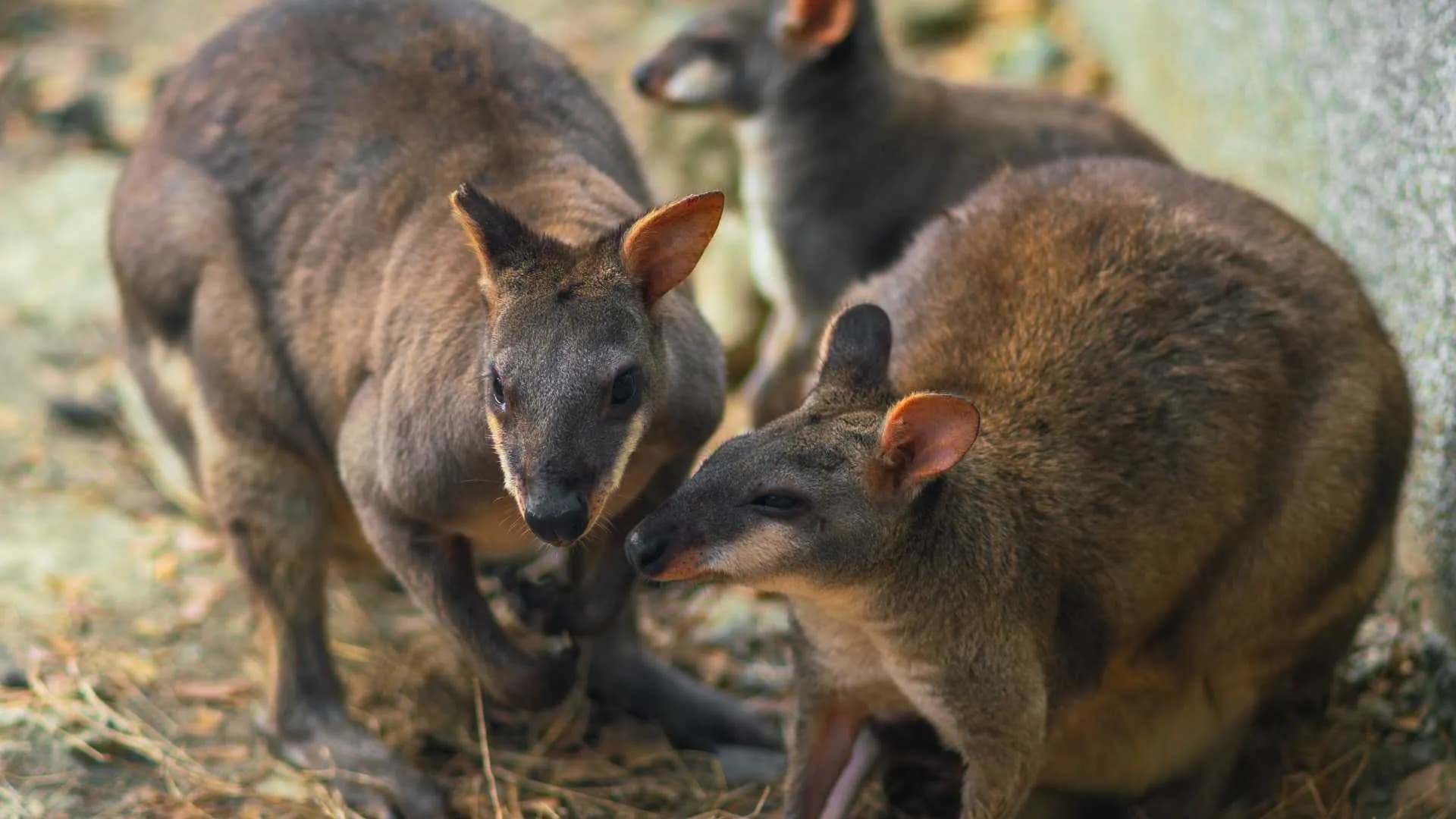 Featherdale Wildlife Park Australia