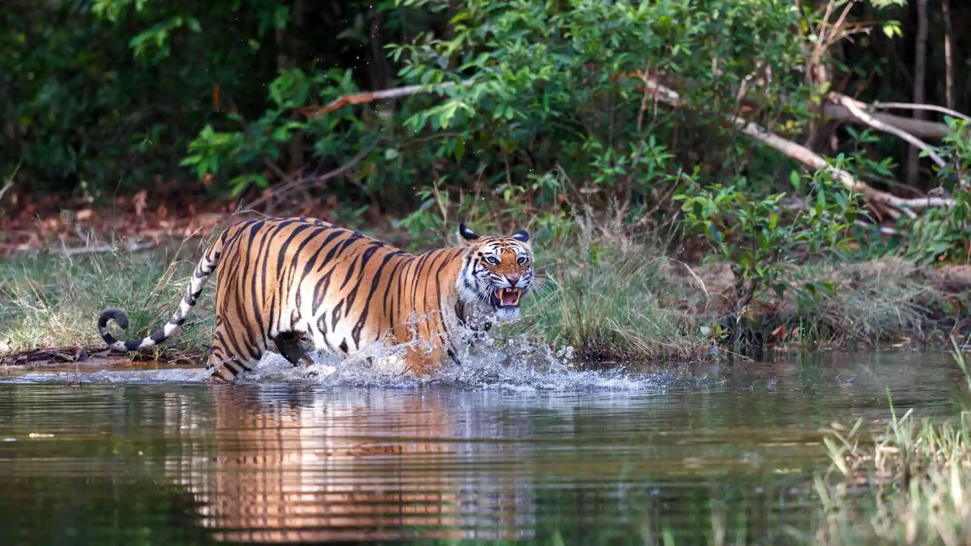 Bandhavgarh National Park