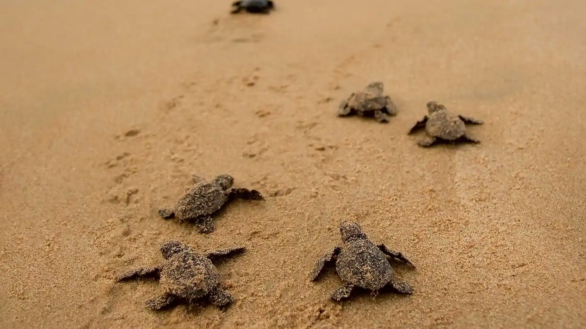 Bentota Sea Turtle Hatchery Sri Lanka
