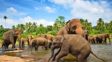 Pinnawala elephant orphanage