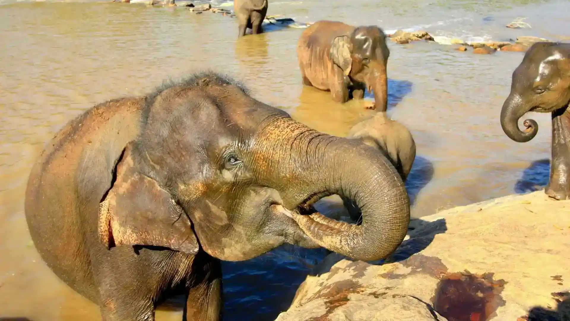 Periyar Wildlife Sanctuary